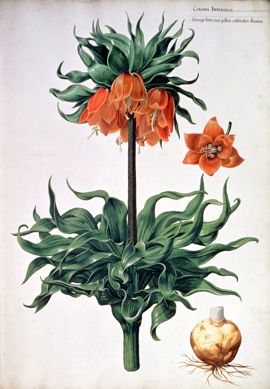 Fritillaria imperialis，c.1630 作者 彼得·范·科文豪恩