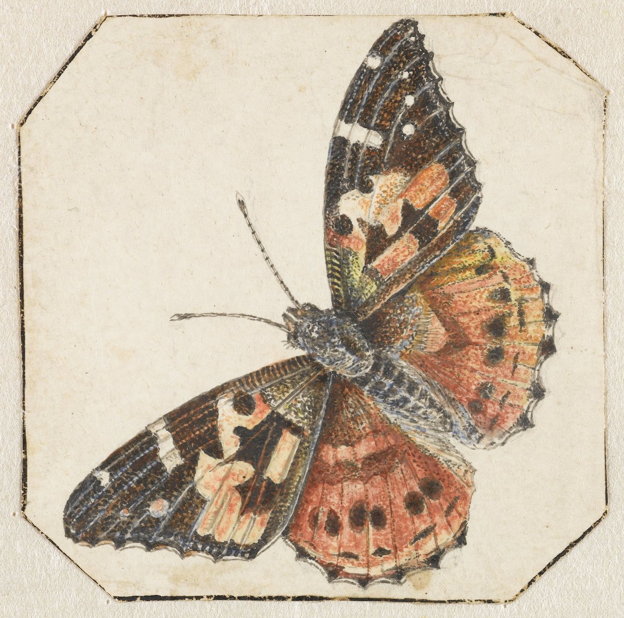 蓟蝴蝶（Vanessa cardui） 作者 彼得·巴比尔斯（可能）