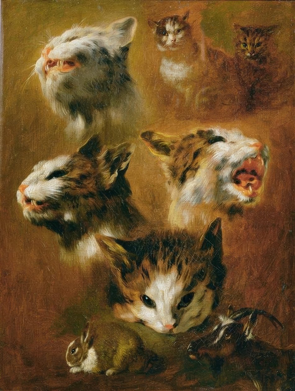 动物研究：猫，兔子和山羊 作者 彼得或彼得·博尔