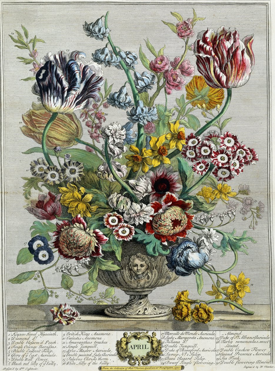 四月，摘自《十二个月的花朵》，1730年 作者 彼得卡斯特尔