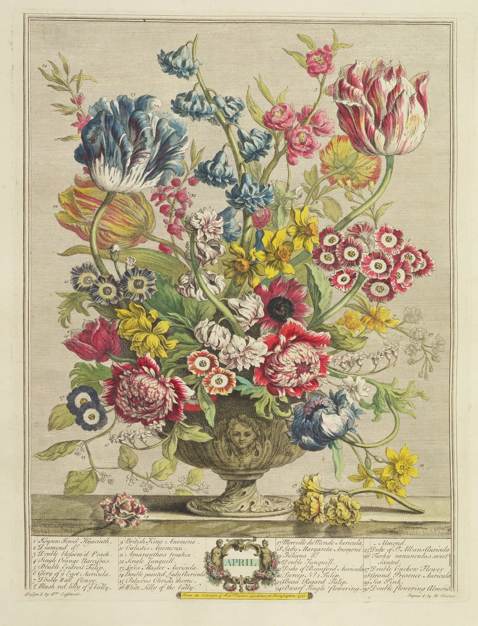 4月，来自“十二个月的花朵”，作者：Robert Furber（约167-4-1756），由Henry Fletcher（fl.c.1729）刻，1730年出版（color aquatint）（另见125934） 作者 彼得卡斯特尔