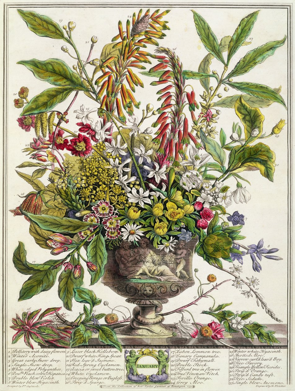1月，来自“十二个月的花朵”，由罗伯特·弗伯（C.1674-1756）雕刻，由亨利·弗莱彻（彩色雕刻） 作者 彼得卡斯特尔