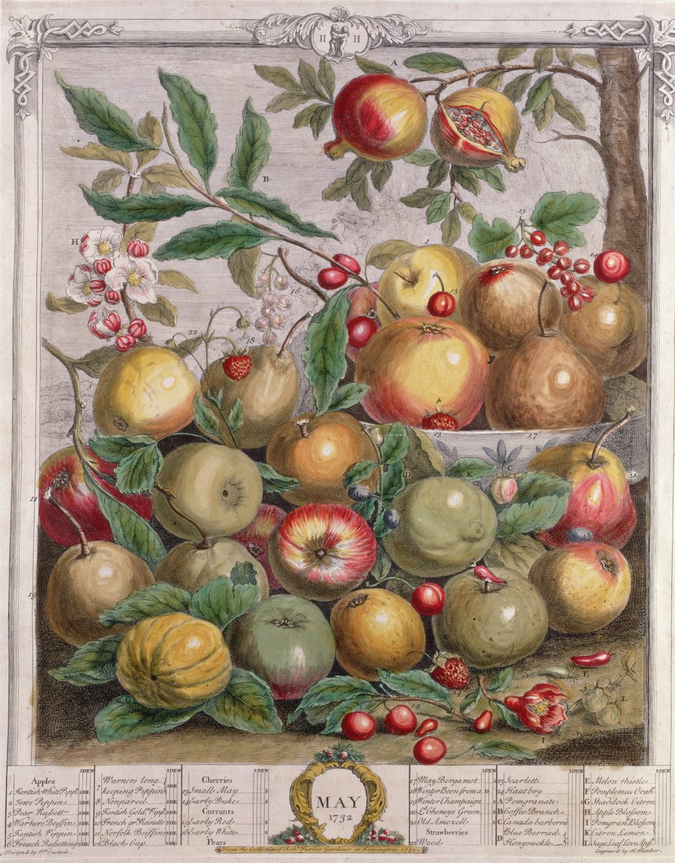 5月，来自&39;十二个月的水果&39;，作者：Robert Furber（c.1674-1756），由Henry Fletcher雕刻，1732年（彩色雕刻） 作者 彼得卡斯特尔