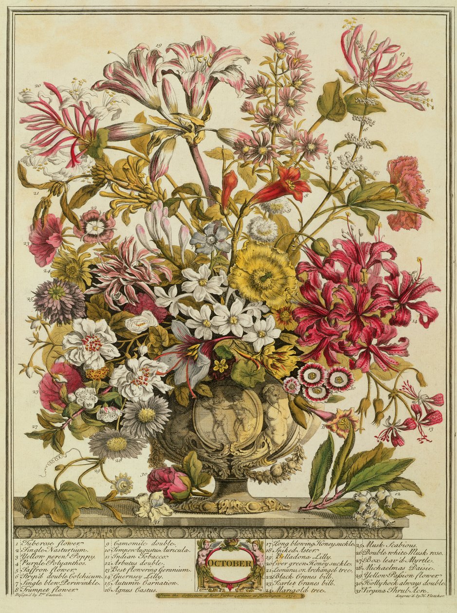 十月，由罗伯特·弗伯（约翰·弗莱彻（C.1674-1756）创作的“十二个月的花朵”）由亨利·弗莱彻（彩色雕刻）刻 作者 彼得卡斯特尔