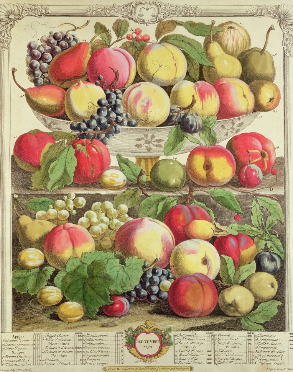 9月，来自“十二个月的水果”，作者：Robert Furber（c.1674-1756），由Henry Fletcher雕刻，1732年（彩色雕刻） 作者 彼得卡斯特尔