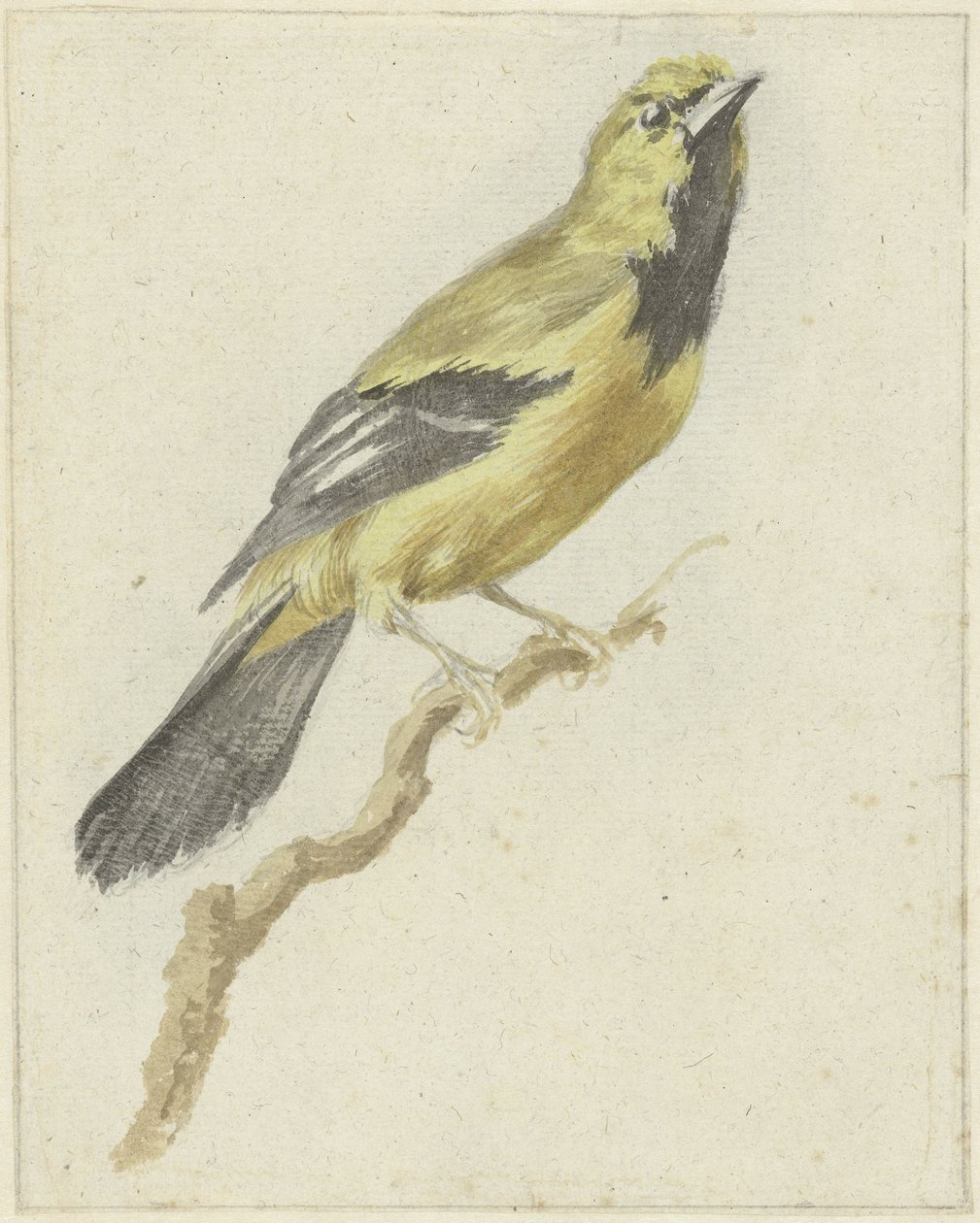黄龙鱼（Icterus nigrogularis） 作者 彼得·格弗斯