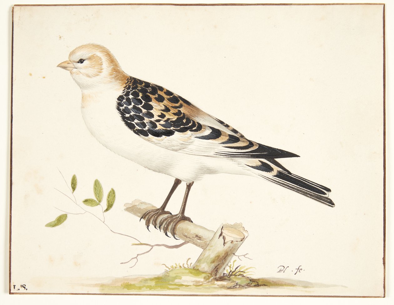 一只雪鹀（plectrophenax nivalis） 作者 彼得荷尔斯泰因