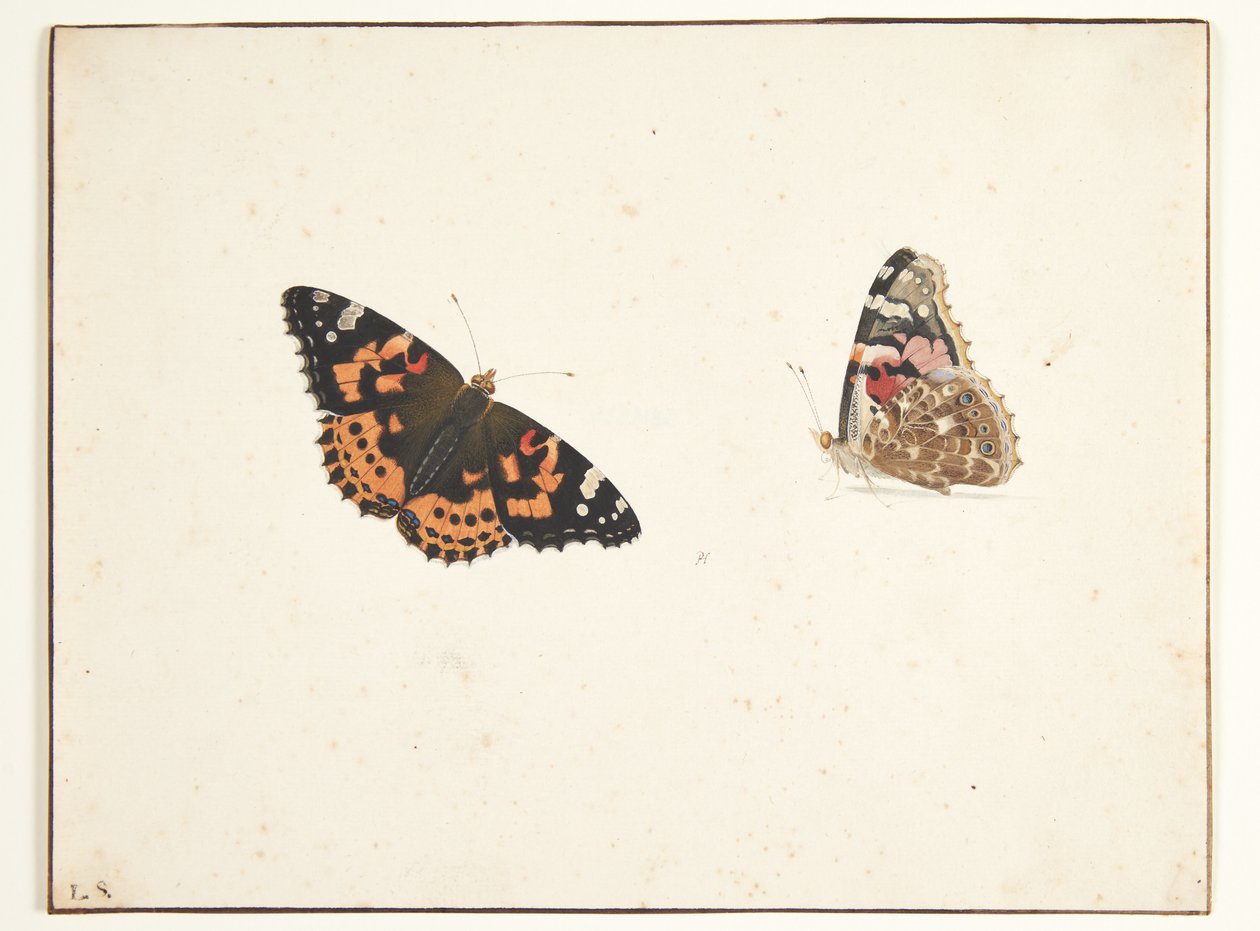 对一种时鸟（Vanessa cardui l.）的两项研究 作者 彼得荷尔斯泰因