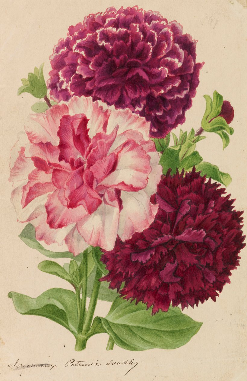 园艺和树艺出版物的原件，1878-1881年。 作者 彼得·约瑟夫·德·潘纳迈克