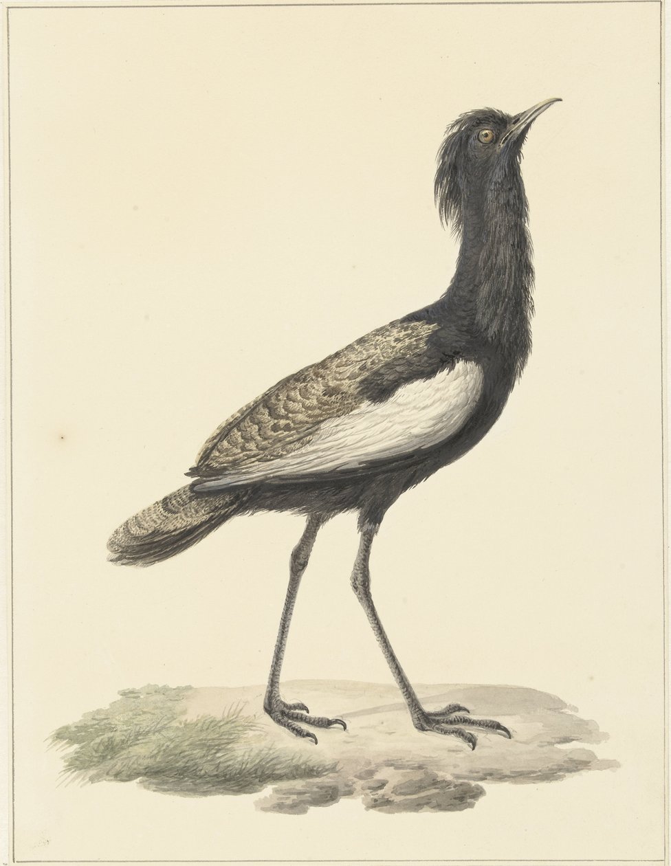 捕虫蝇（Eupodotis bengalensis / Houbaropsis bengalensis) 作者 彼得·彼得斯。理发师