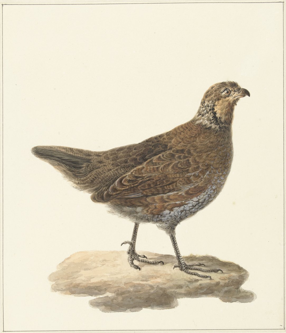 山鹑（Colinus virginianus） 作者 彼得·彼得斯。理发师
