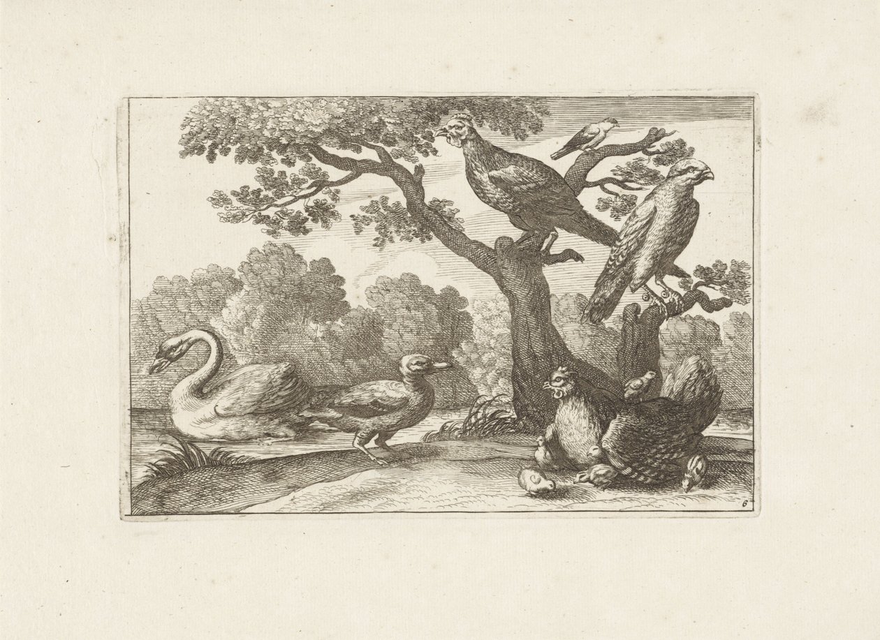 鸡与小鸡和其他鸟类
各种鸟类（系列名称）
Diversarum avium perfectissimae figurae (...) （系列标题） 作者 Pieter Schenk (I) (归属于)