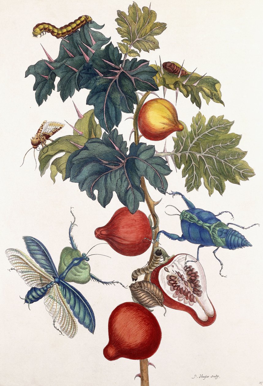 各种昆虫的变态，1726年 作者 Pieter Sluiter或Sluyter