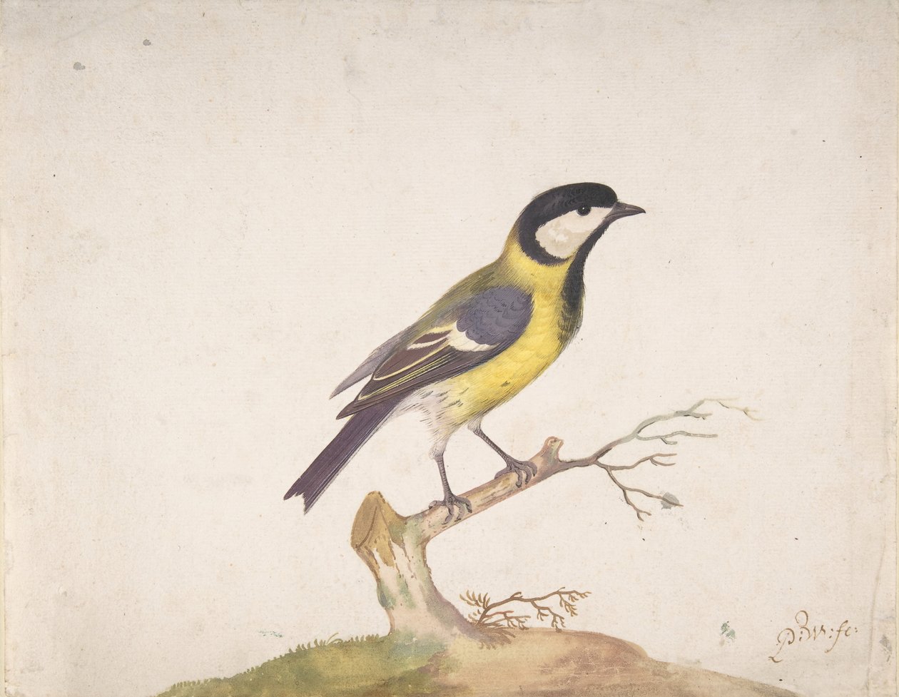 一只栖息在树枝上的大山雀，1670-93年。 作者 彼得·威瑟斯（Pieter Withoos）