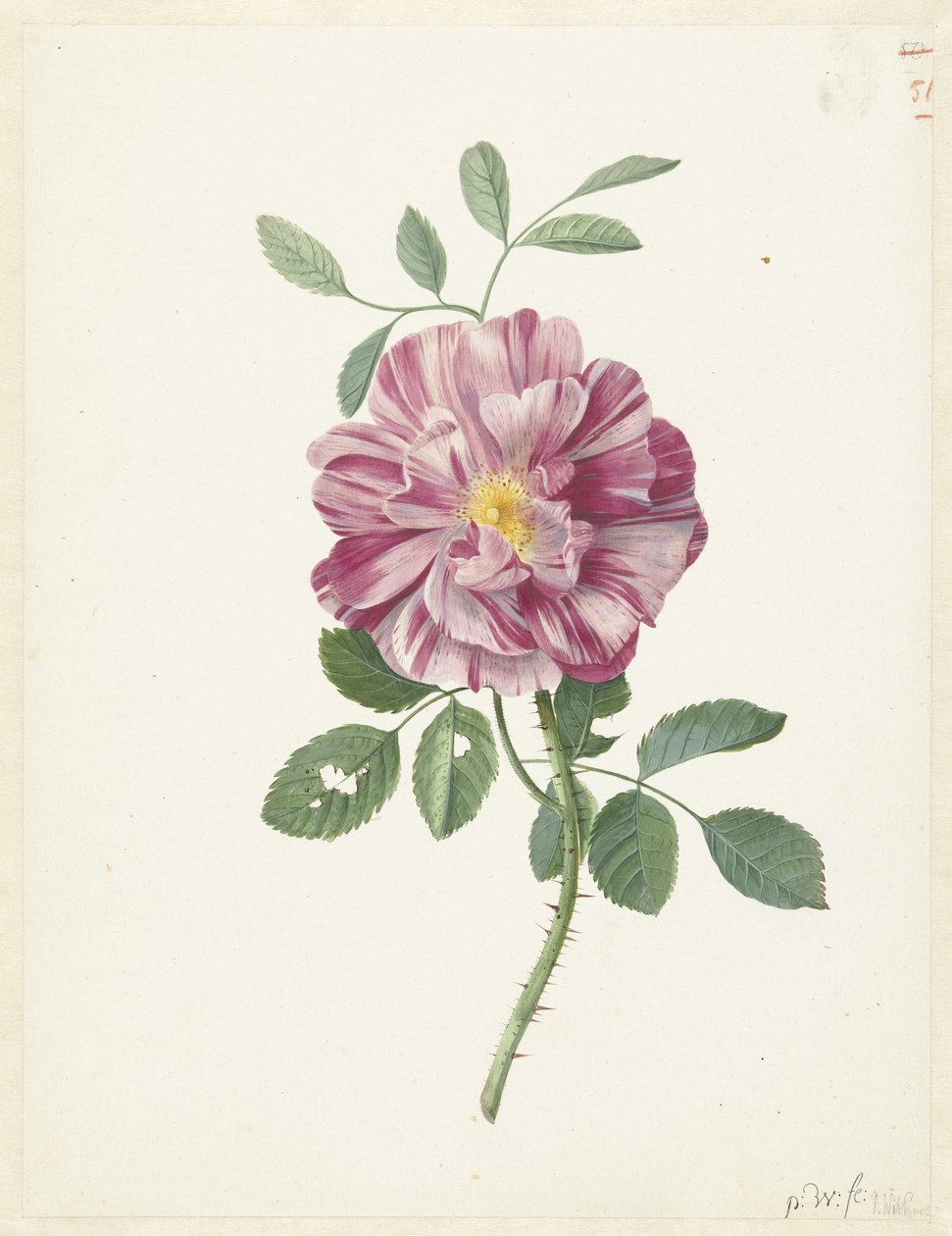 高卢玫瑰（Rosa gallica L. 