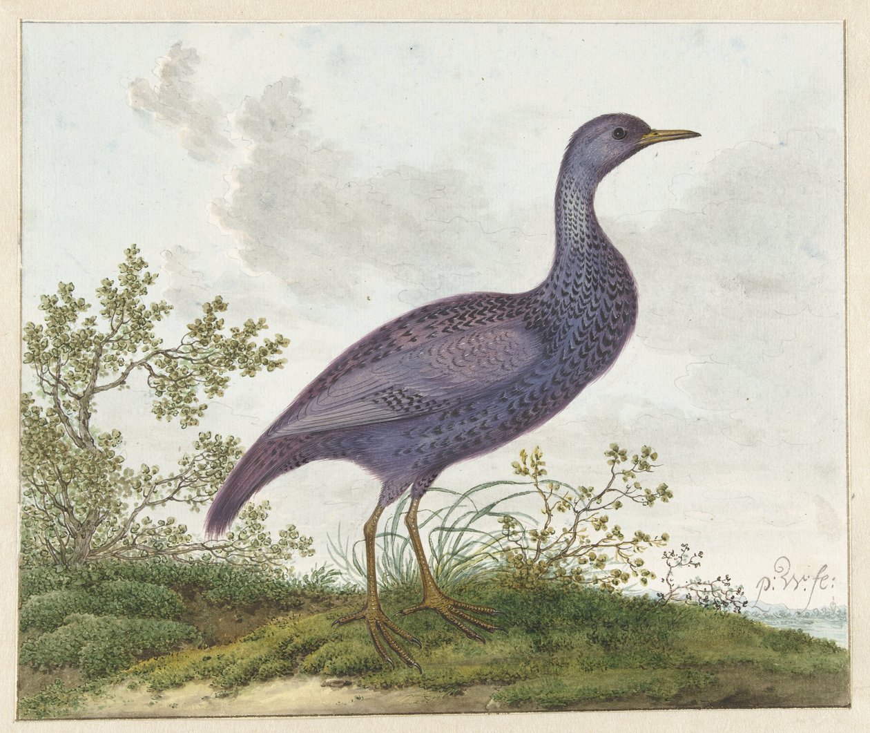 Spotted Crake (Porzana porzana)  作者 彼得·威瑟斯（Pieter Withoos）