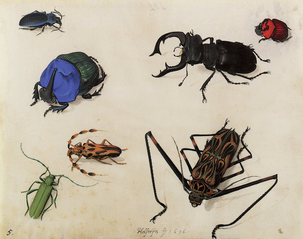 甲虫，1636年 作者 彼得·霍尔斯坦