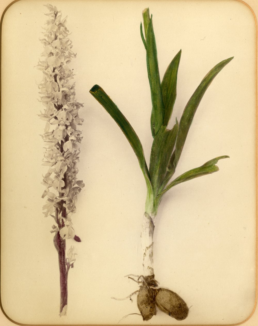 花和灯泡，1870年代（蛋白印刷） 作者 彼得·吉迪（Pietro Guidi）