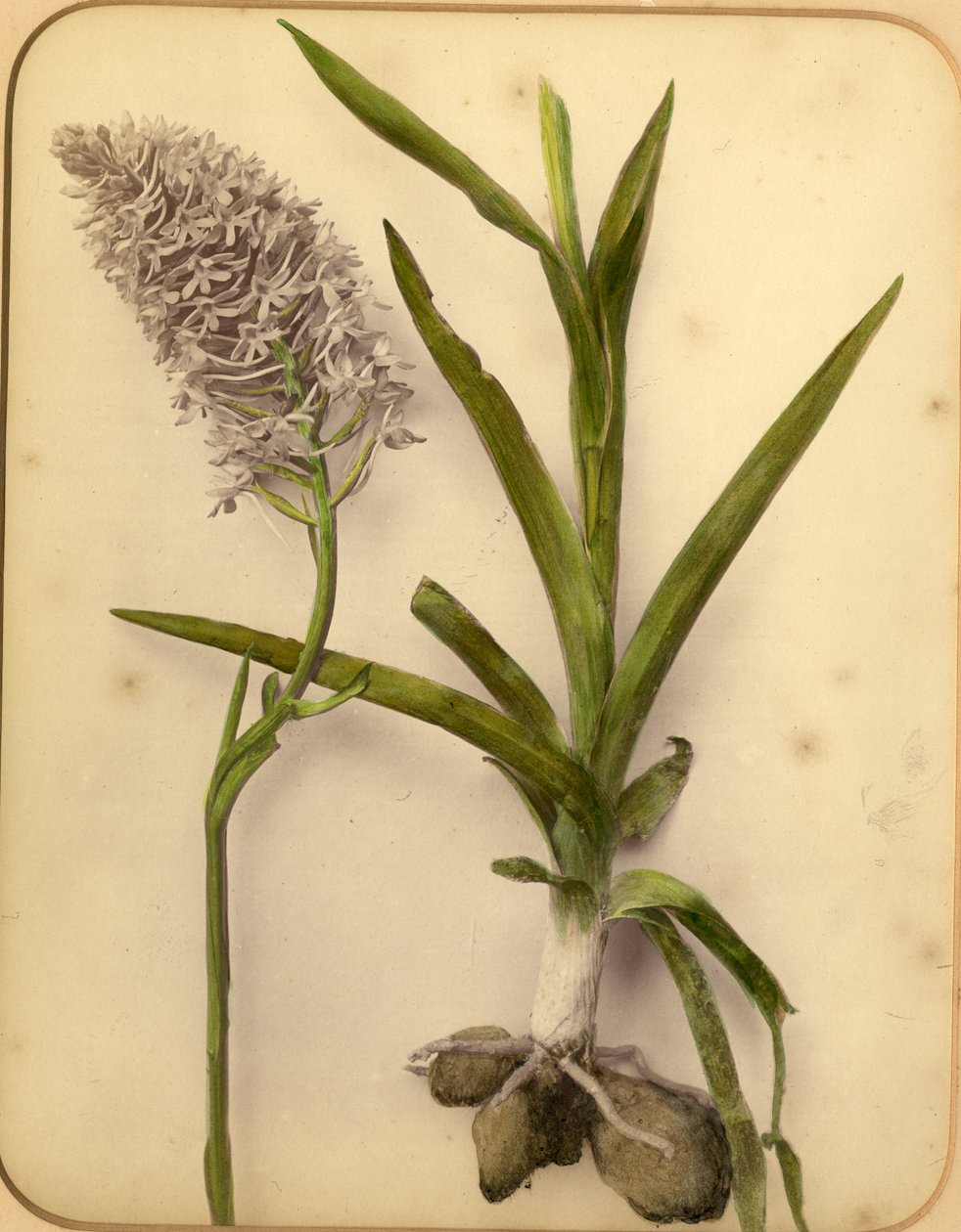 鲜花和灯泡，1870年代（蛋白印刷） 作者 彼得·吉迪（Pietro Guidi）
