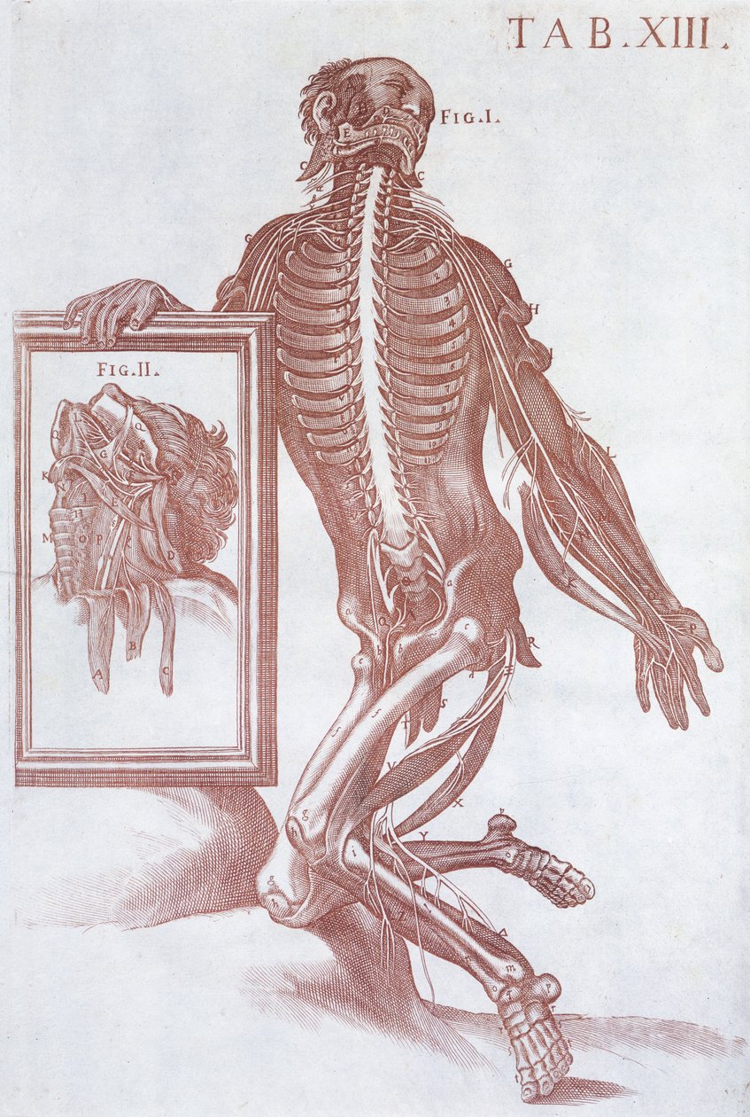 解剖图，来自&39;Tabulae Anatomicae&39;，罗马，1788年 作者 Pietro da Cortona