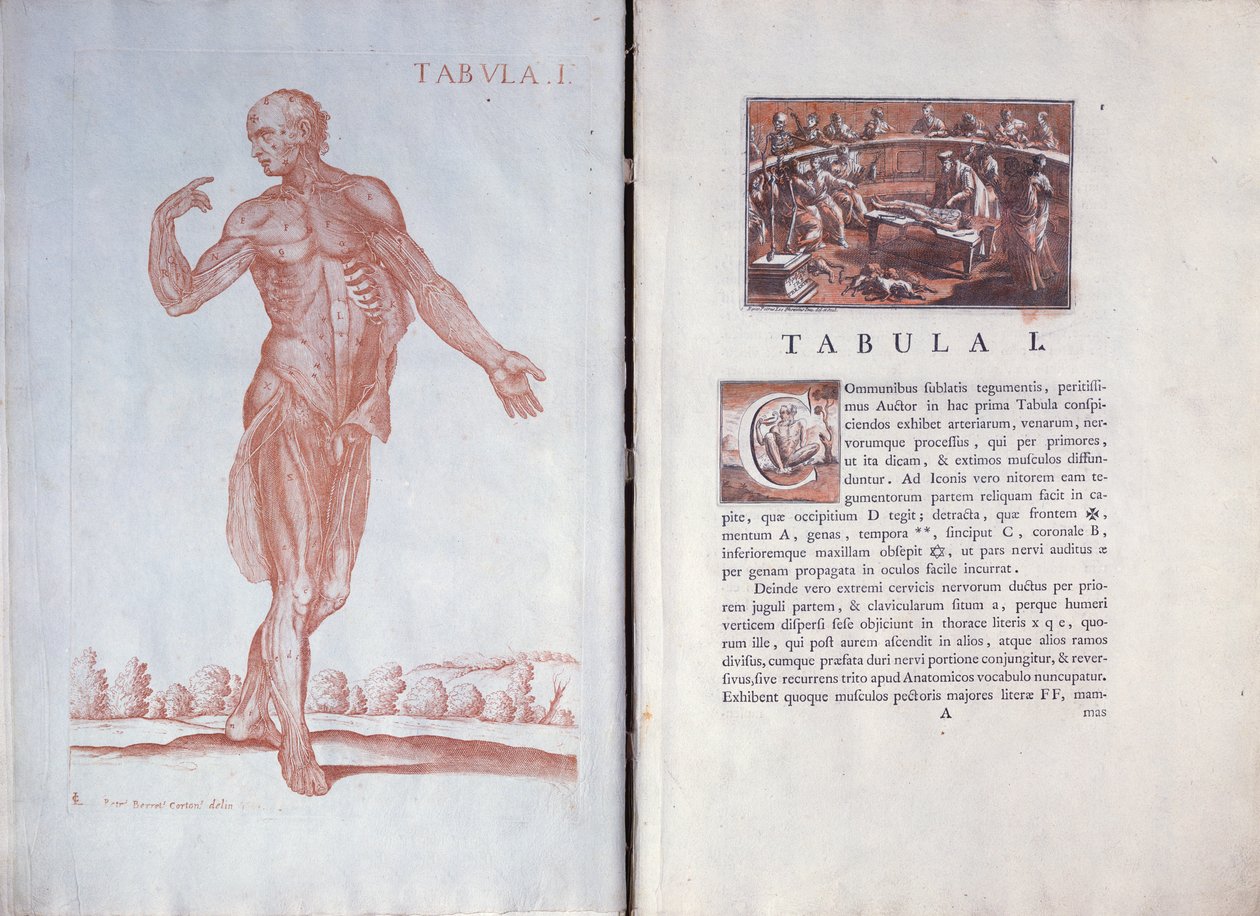 从表Anatomicæ，罗马，1788 1个板 作者 Pietro da Cortona