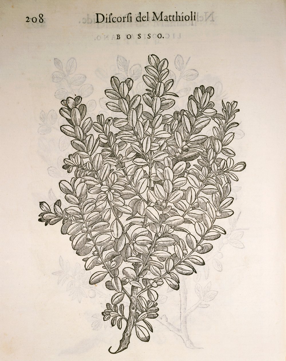 普通黄杨木（Buxus sempervirens），Pier Andrea Mattioli的雕刻作品 作者 彼得罗·安德里亚·马蒂奥利（Pietro Andrea Mattioli）