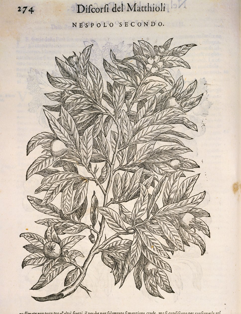 普通麦德龙（Mespilus germanica），Pier Andrea Mattioli的雕刻作品 作者 彼得罗·安德里亚·马蒂奥利（Pietro Andrea Mattioli）