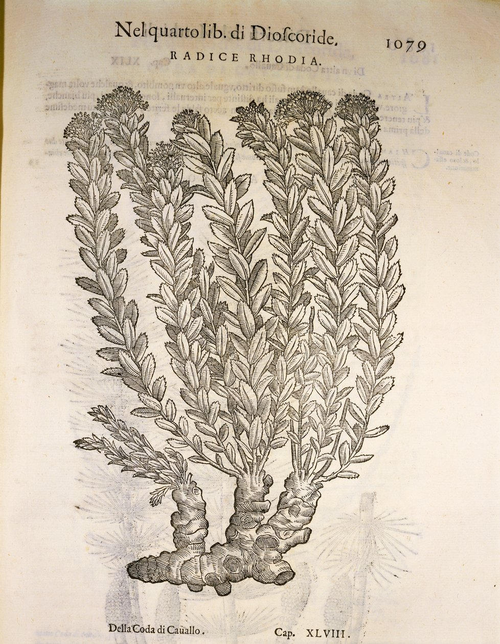 金根或红景天（Rhodiola rosea），Pier Andrea Mattioli的雕刻作品。 作者 彼得罗·安德里亚·马蒂奥利（Pietro Andrea Mattioli）