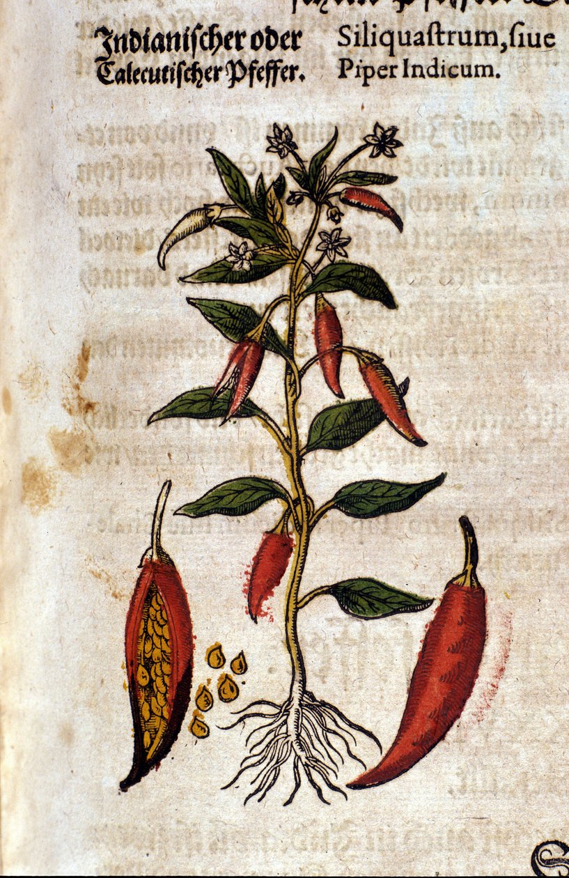 印度胡椒。 雕刻 - 在“” Kreutterbuch Dess 高度博学和知名的 D. Petri Andreae Matthioli 先生“” Pietro Andrea Mattioli (Matthiole) (1500-1577)。 法兰克福 作者 彼得罗·安德里亚·马蒂奥利（Pietro Andrea Mattioli）