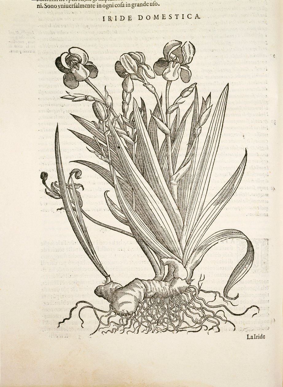 鸢尾花（Iride domestica），Pier Andrea Mattioli的雕刻作品 作者 彼得罗·安德里亚·马蒂奥利（Pietro Andrea Mattioli）
