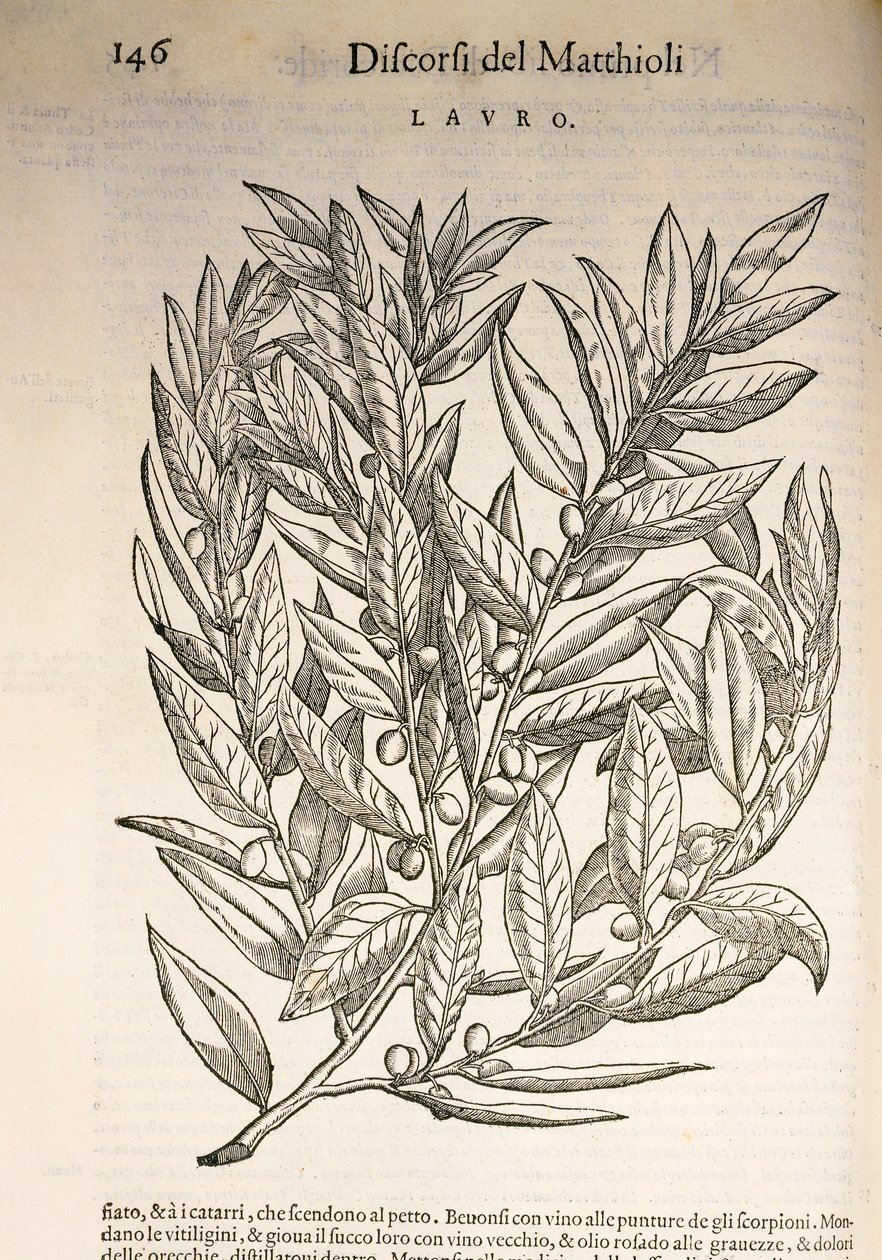 月桂（Laurus），Pier Andrea Mattioli的雕刻作品 作者 彼得罗·安德里亚·马蒂奥利（Pietro Andrea Mattioli）