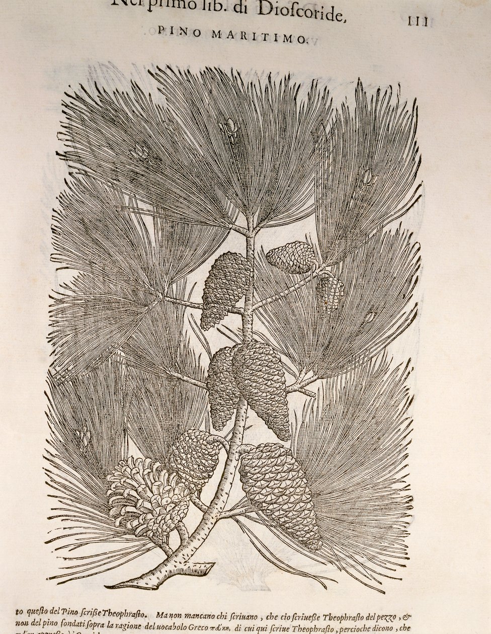 海上松（Pinus pinaster），Pier Andrea Mattioli的雕刻作品 作者 彼得罗·安德里亚·马蒂奥利（Pietro Andrea Mattioli）