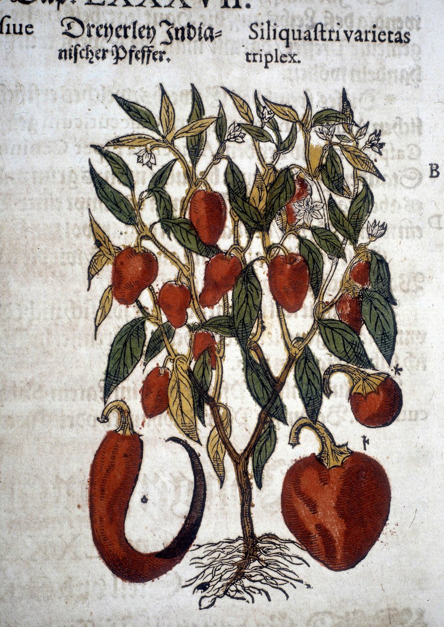 辣椒或 Siliquaftri varietas 三联体 - 在“Herbier Mattioli”中 作者 彼得罗·安德里亚·马蒂奥利（Pietro Andrea Mattioli）