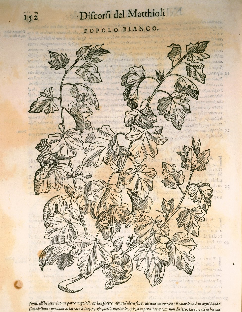 白杨树（Populus），Pier Andrea Mattioli的雕刻作品 作者 彼得罗·安德里亚·马蒂奥利（Pietro Andrea Mattioli）