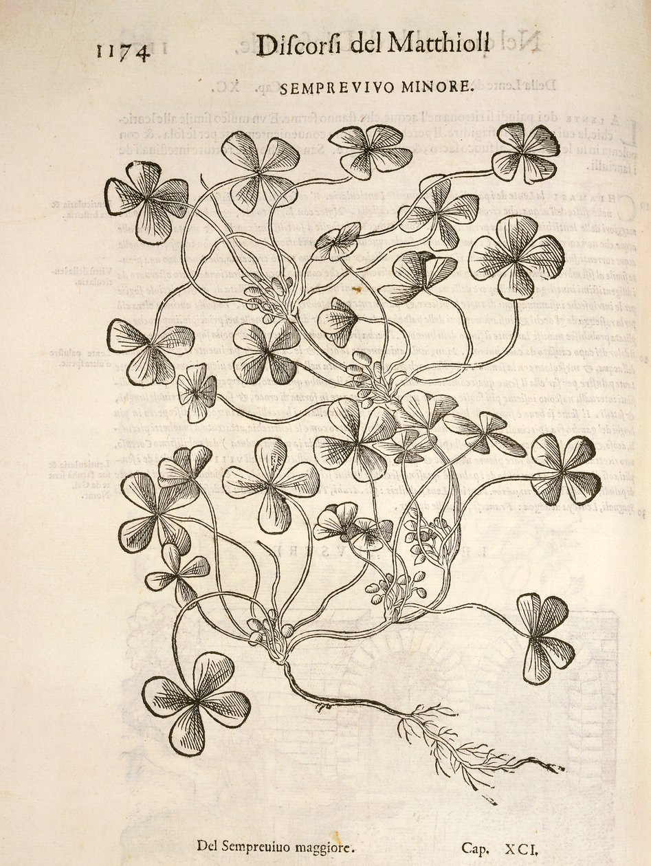 Sempervivum（Semprevivo minore），Pier Andrea Mattioli的雕刻作品 作者 彼得罗·安德里亚·马蒂奥利（Pietro Andrea Mattioli）