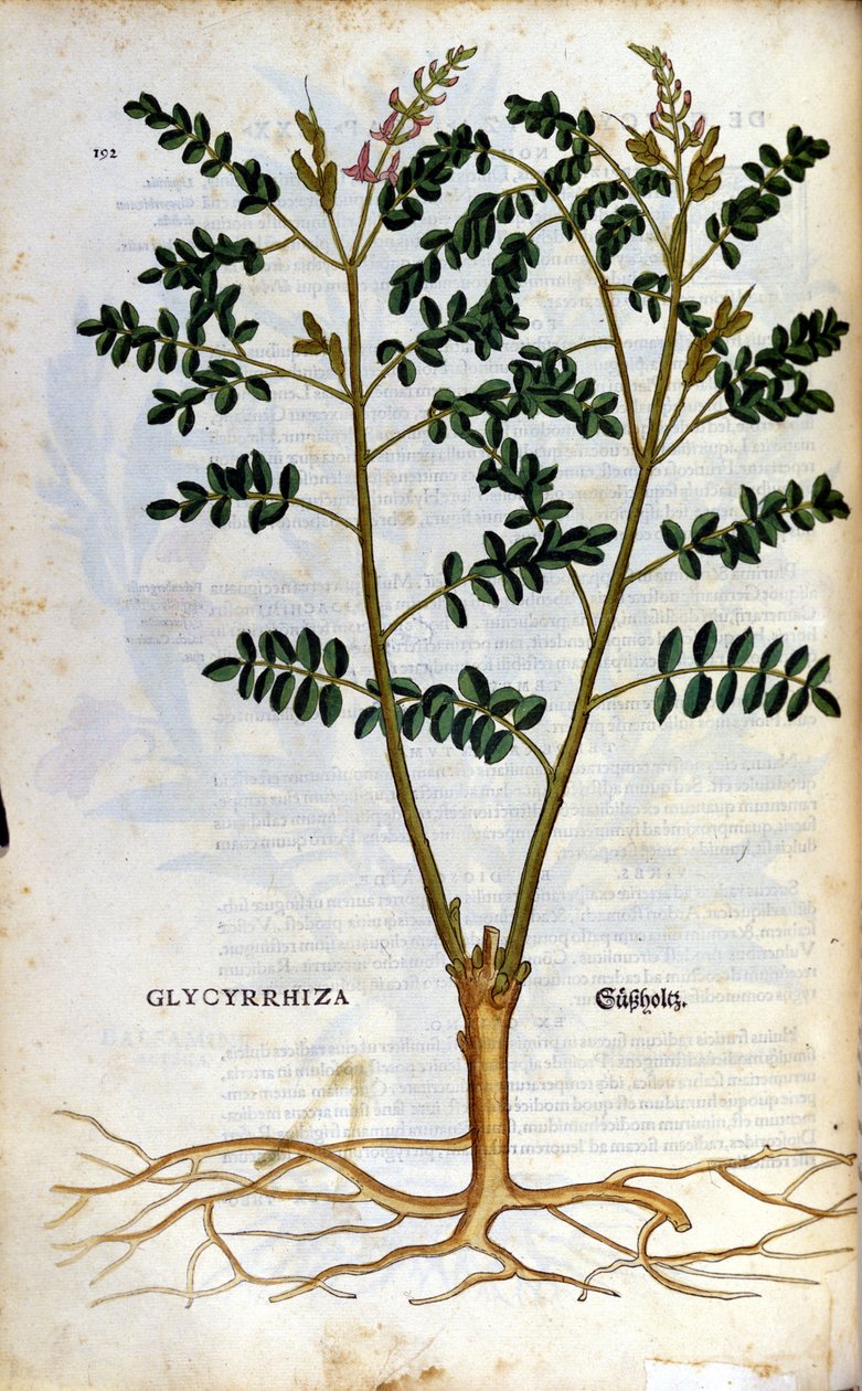 甘草。 雕刻 - 在“” Kreutterbuch Dess 高度博学和知名的 D. Petri Andreae Matthioli 先生“” Pietro Andrea Mattioli (Matthiole) (1500-1577)。 法兰克福 作者 彼得罗·安德里亚·马蒂奥利（Pietro Andrea Mattioli）