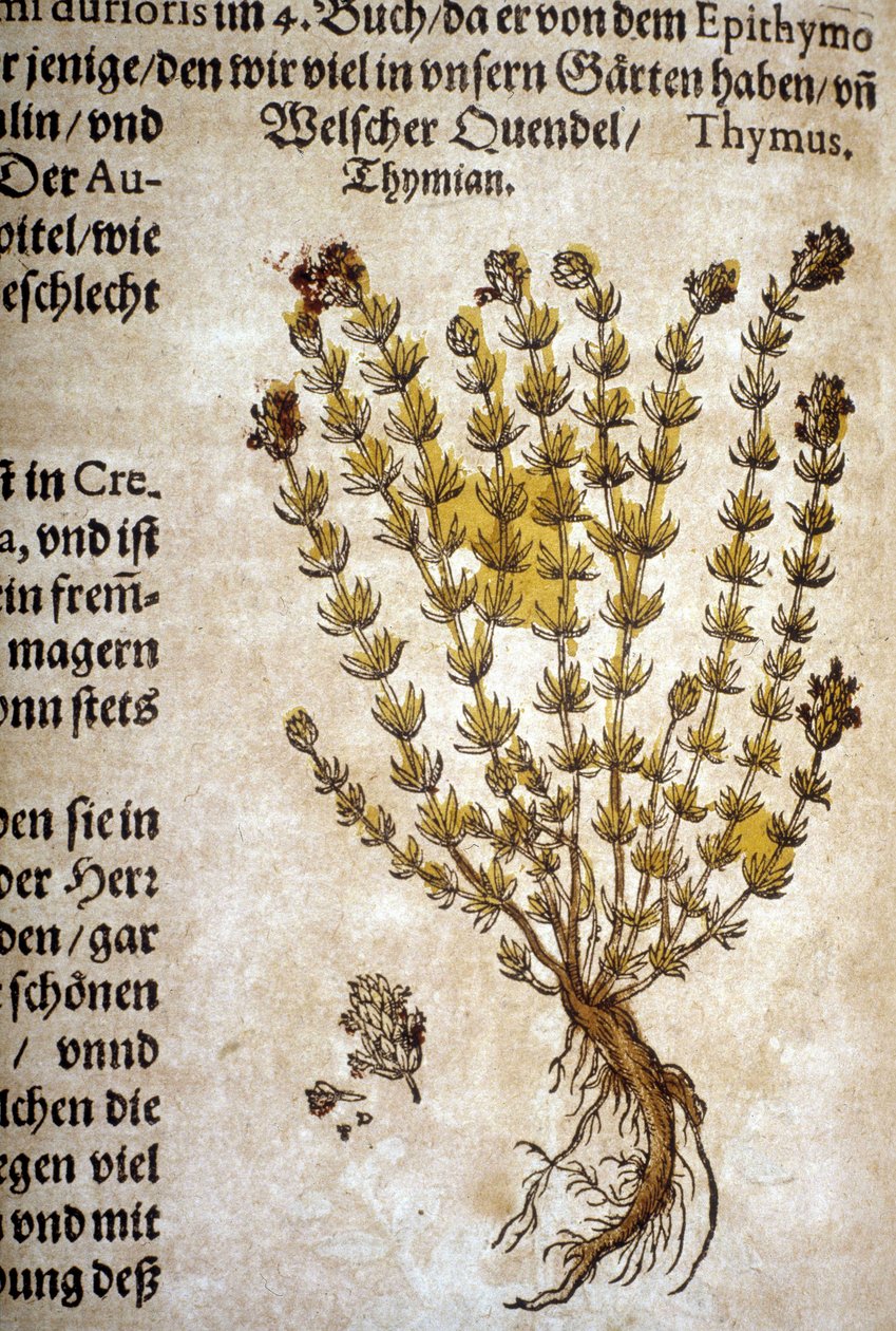 百里香 (Thymus) - 在“”植物标本馆 Mattioli”””。 作者 彼得罗·安德里亚·马蒂奥利（Pietro Andrea Mattioli）
