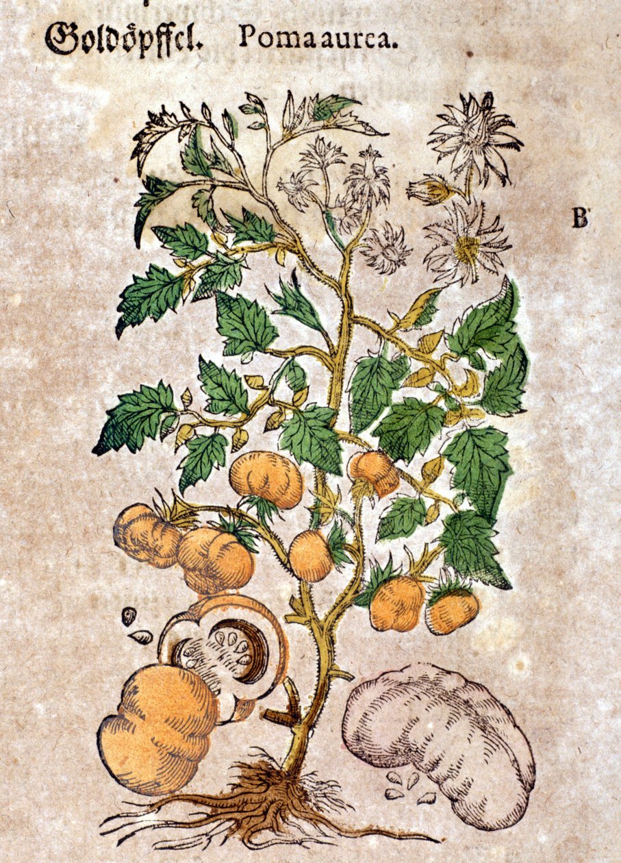 番茄。 雕刻 - 在“” Kreutterbuch Dess 高度博学和知名的 D. Petri Andreae Matthioli 先生“” Pietro Andrea Mattioli (Matthiole) (1500-1577)。 法兰克福 作者 彼得罗·安德里亚·马蒂奥利（Pietro Andrea Mattioli）