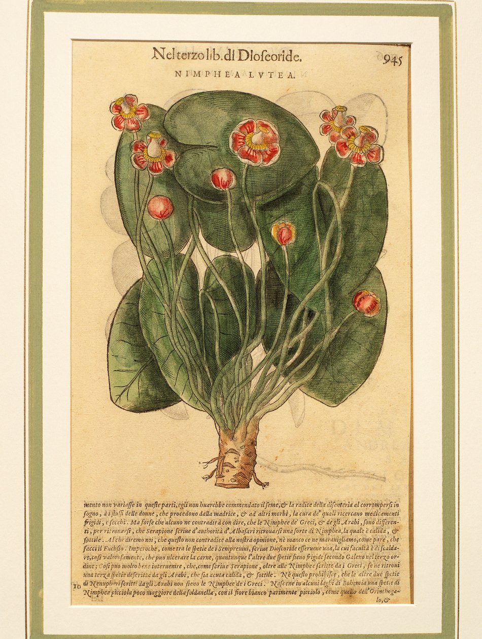 黄睡莲（Nymphaea lutea），彩色雕版画 作者 彼得罗·安德里亚·马蒂奥利（Pietro Andrea Mattioli）