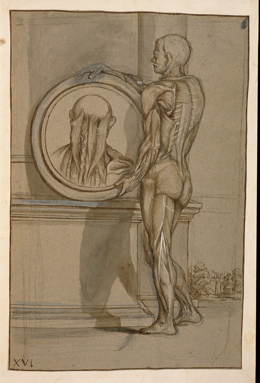 Hunter 653板XVI，解剖图，c.1610（铅笔和粉笔在纸上） 作者 Pietro da Cortona