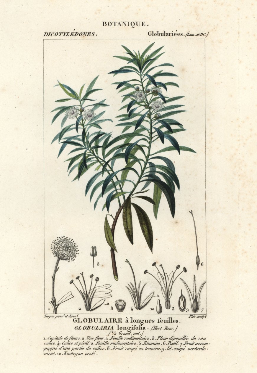 地球雏菊, Globularia salicina 作者 求求求求