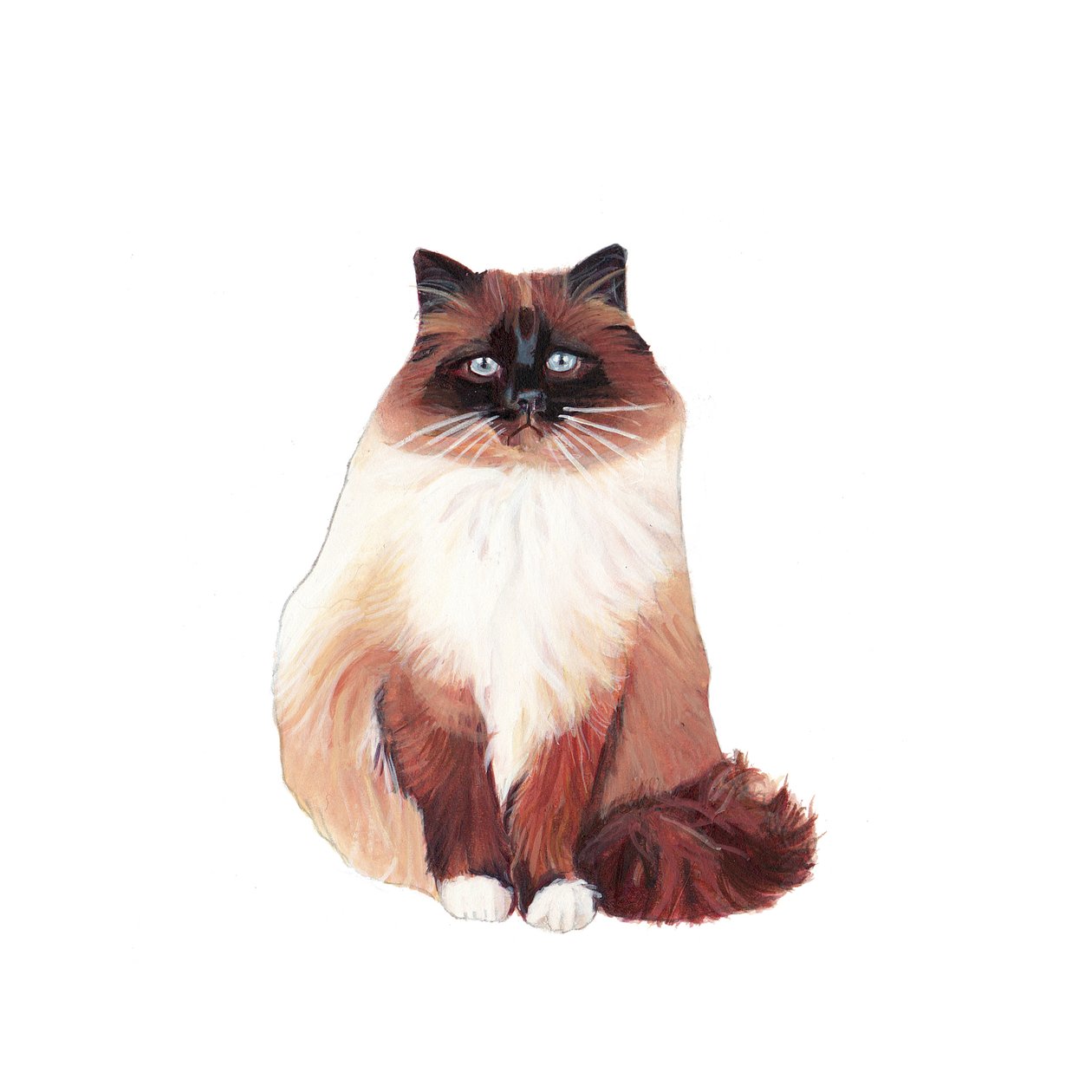 比尔曼猫，2014 年（纸上水彩和水粉画） 作者 