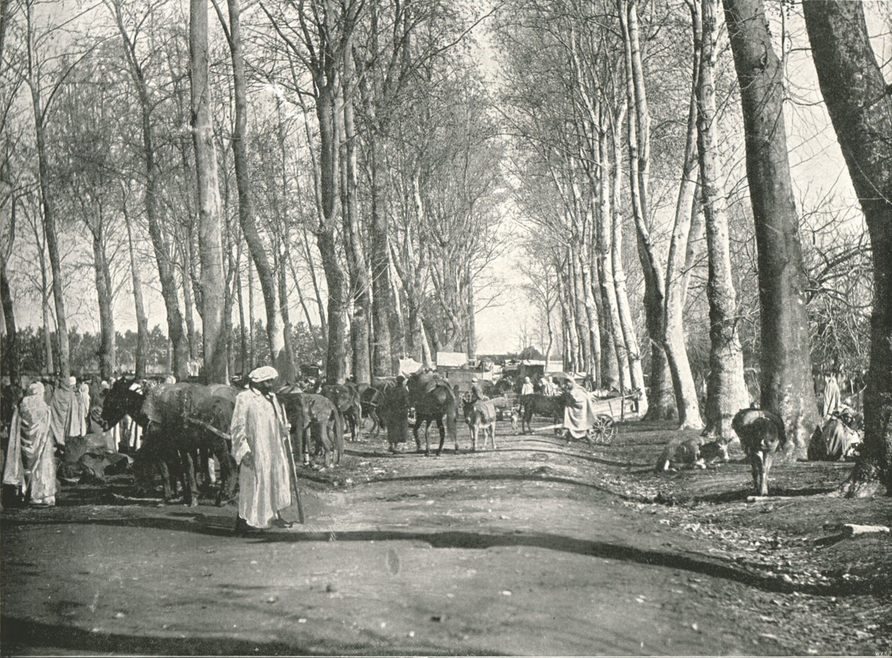 阿拉伯集市和市场，阿尔及利亚布法里克，1895年。 作者 普尔顿公司
