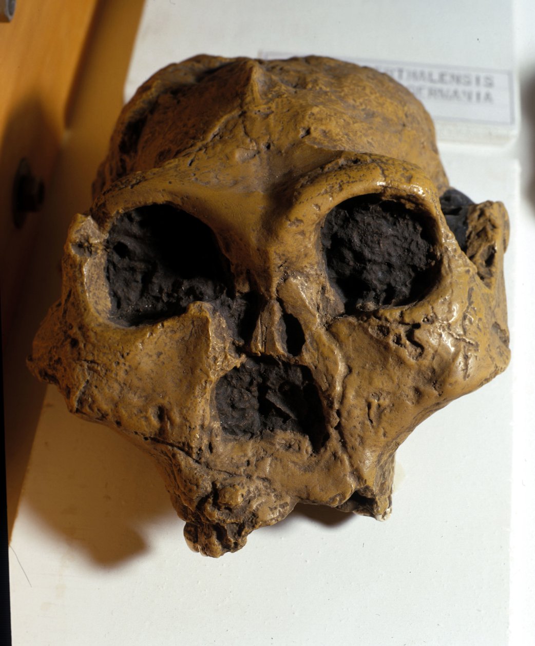 Australopitecus Africanus. Sterkfontein, South Africa. The skull is about 2.5 million years old. 作者 史前史前