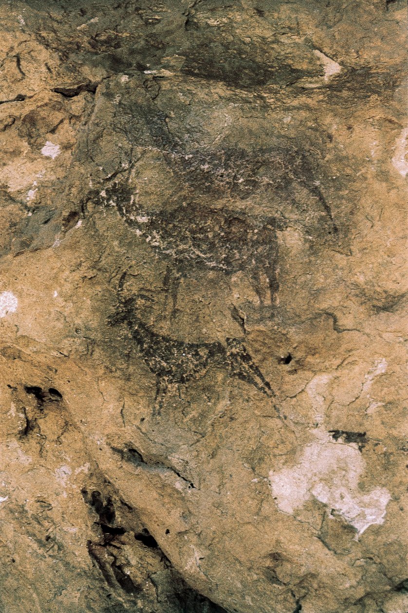 Mesolithic Rock Art: Deer and Goats (8000-7000 BC), Spain, Bicorp, La Arana Cave (painting) 作者 史前史前