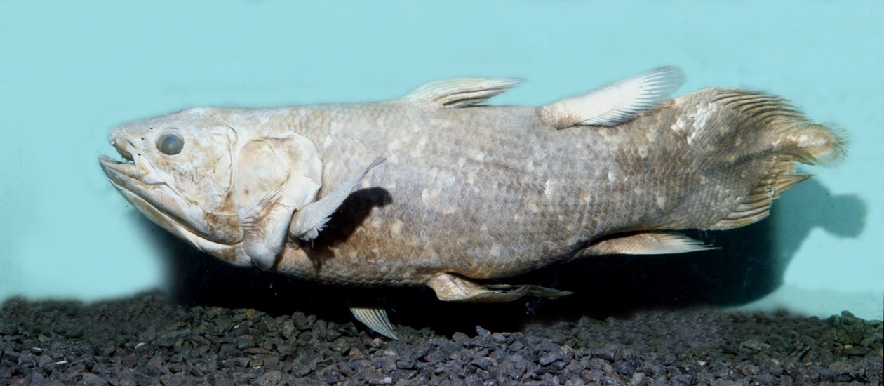 史前史：coelacanthe empaille (Latimeria chalumnae) 的副本。 作者 史前史前