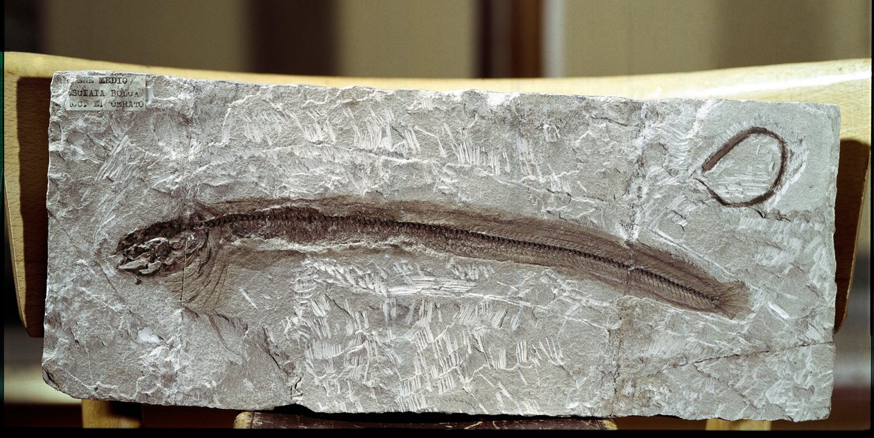 史前史：来自意大利博尔卡山遗址的鱼化石 Eomirus Formosissimus。 始新世时期。 米兰市民自然历史博物馆 作者 史前史前