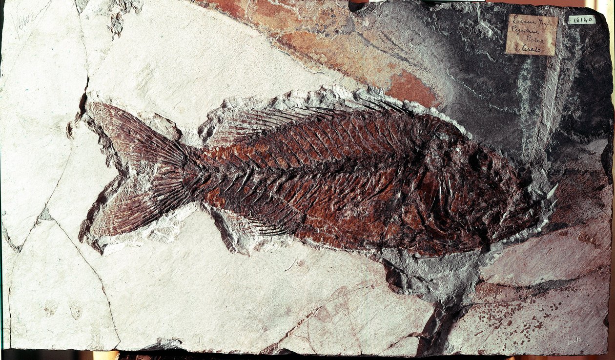 史前史：来自意大利博尔卡山遗址的 Sparnodus Elongatus 鱼化石。 始新世时期。 Museo Civico di storia naturale，米兰 作者 史前史前
