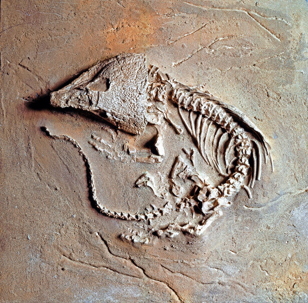 史前史：来自美国德克萨斯州的爬行动物 Labodosaurus hamatus 的化石。 石炭纪，古生代。 Museo Civico di storia naturale，米兰 作者 史前史前