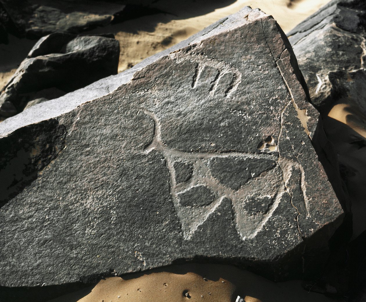 史前史，岩画：代表牛的严肃岩石。 塔兹娜风格。 石器时代 5000-2000 BC。 Taghit，Haut 高原 du Hoggar (Ahaggar)，阿尔及利亚 作者 史前史前